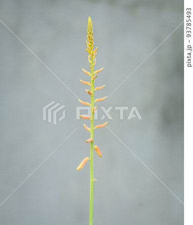 Aloe vera flowers stalk isolated against a neutral background. 93785493