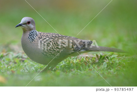 Spotted dove bird searching for food on the ground. Photograph through the grasses. 93785497