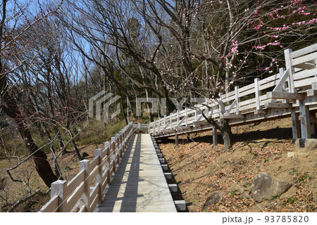 筑波山梅林へ行きました #35 筑波山梅林へ行きました #35 93785820