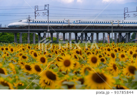 東海道新幹線N700A系とひまわり畑 岐阜県大垣市 東海道新幹線N700A系とひまわり畑 岐阜県大垣市 93785844