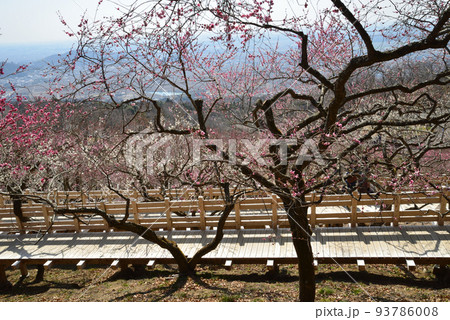 筑波山梅林へ行きました　＃45 93786008