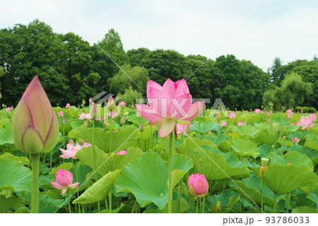 緑の森と穏やかに咲いた蓮の花 初夏の癒しの風景 古河 緑の森と穏やかに咲いた蓮の花 初夏の癒しの風景 古河 93786033