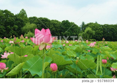 緑の森と穏やかに咲いた蓮の花 初夏の癒しの風景 古河 緑の森と穏やかに咲いた蓮の花 初夏の癒しの風景 古河 93786034
