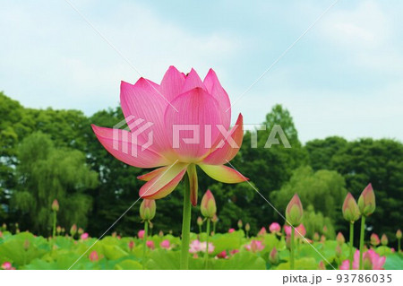 緑の森と穏やかに咲いた蓮の花 初夏の癒しの風景 古河 緑の森と穏やかに咲いた蓮の花 初夏の癒しの風景 古河 93786035