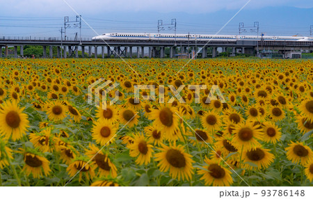 満開のヒマワリ畑と東海道新幹線 N700A系 岐阜県大垣市 満開のヒマワリ畑と東海道新幹線 N700A系 岐阜県大垣市 93786148