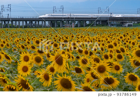 満開のヒマワリ畑と東海道新幹線 N700A系 岐阜県大垣市 満開のヒマワリ畑と東海道新幹線 N700A系 岐阜県大垣市 93786149