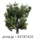Fantasy tree 3d illustration isolated on white background 93787420