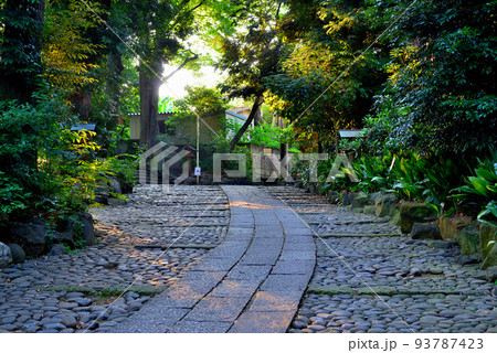 代々木八幡宮 夏越の祓の風景 代々木八幡宮 夏越の祓の風景 93787423