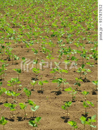 初夏の若葉の枝豆畑風景 93787652