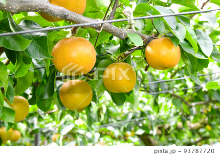 たわわに実った果樹園の梨 たわわに実った果樹園の梨 93787720