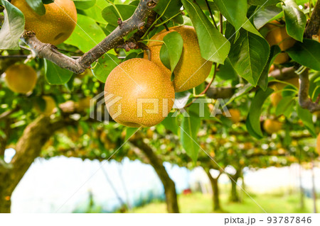 たわわに実った果樹園の梨 たわわに実った果樹園の梨 93787846