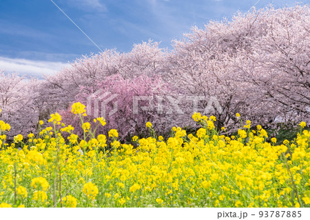 《埼玉県》満開の桜と菜の花・春の権現堂桜堤 93787885