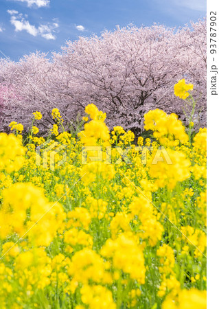 《埼玉県》満開の桜と菜の花・春の権現堂桜堤 《埼玉県》満開の桜と菜の花・春の権現堂桜堤 93787902