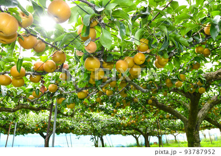 たわわに実った果樹園の梨 たわわに実った果樹園の梨 93787952