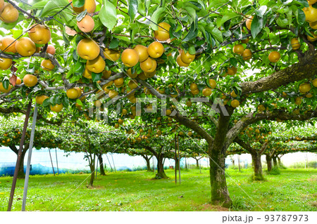 たわわに実った果樹園の梨 93787973