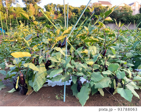 収穫を待つナス畑のイメージ 93788063