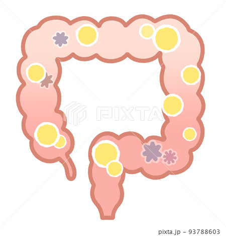 善玉菌の多い大腸 93788603