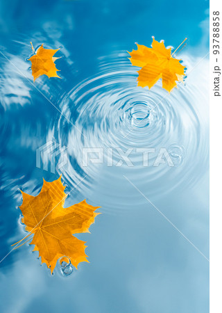 Water background with raindrops and autumn maple leaves on puddle 93788858
