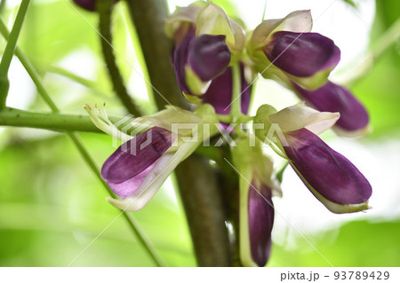 ムクナ豆の花 ムクナ豆の花 93789429