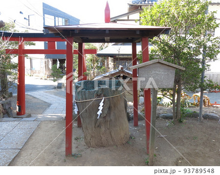 鎌倉市の由比若宮（元鶴岡八幡宮）にある源義家公旗立の松 93789548