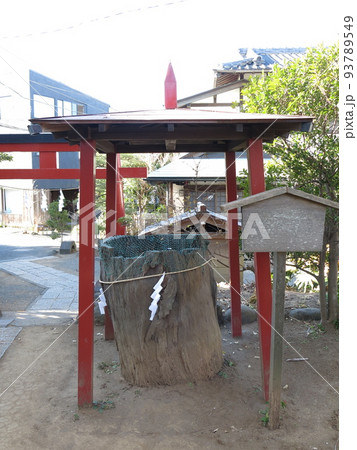 鎌倉市の由比若宮（元鶴岡八幡宮）にある源義家公旗立の松 93789549