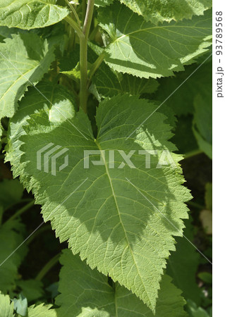 Hartleaf oxeye 93789568