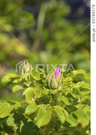 Rugosa rose Rugosa rose 93789578