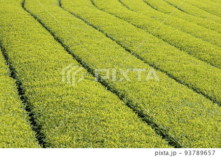東彼杵の茶畑 東彼杵の茶畑 93789657