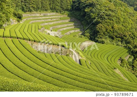 東彼杵の茶畑 93789671