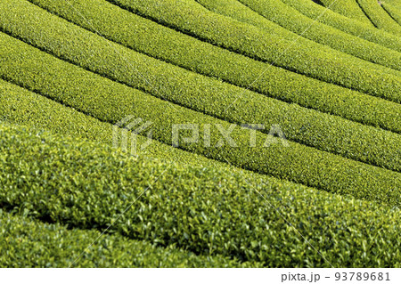 東彼杵の茶畑 東彼杵の茶畑 93789681
