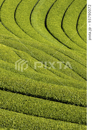 東彼杵の茶畑 93790072