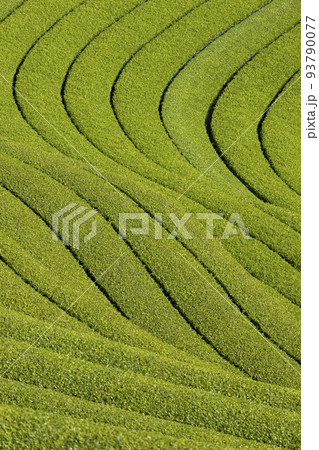東彼杵の茶畑 93790077