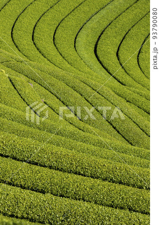 東彼杵の茶畑 93790080