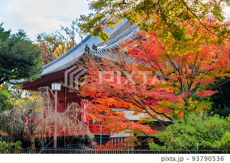 東京都 上野　～紅葉に染まる寛永寺 清水観音堂～ 93790536