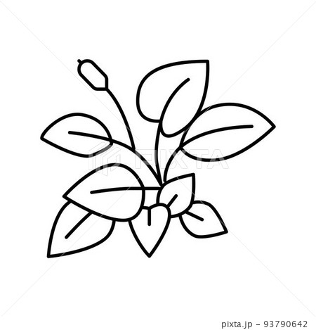anubia nana line icon vector illustration 93790642