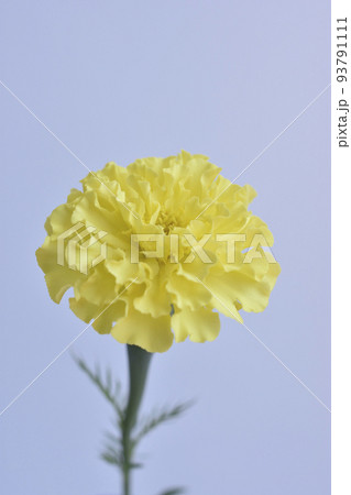 マリーゴールド マリーゴールド 93791111