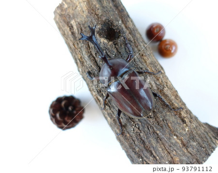 カブトムシ 夏休み 子供 カブトムシ 夏休み 子供 93791112