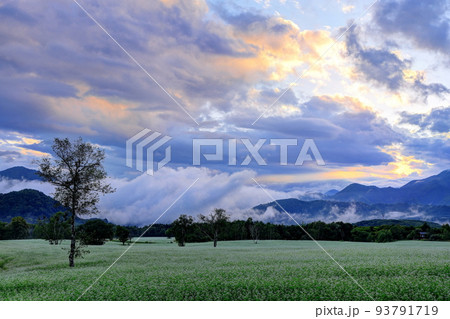 高杖高原のそば畑夕景 93791719