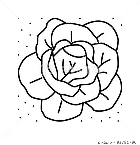 plant cabbage growing on farmland line icon vector illustration plant cabbage growing on farmland line icon vector illustration 93791796