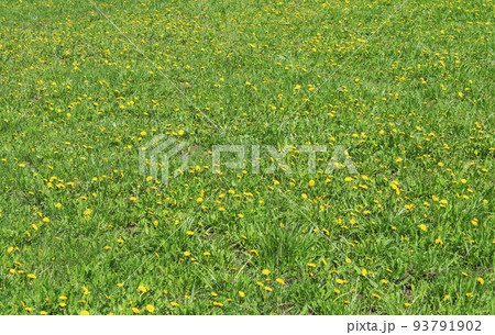 Lawn with dandelions Lawn with dandelions 93791902
