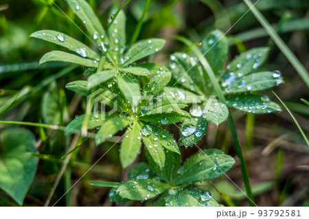 朝日に輝く雨上がりの水滴。 朝日に輝く雨上がりの水滴。 93792581