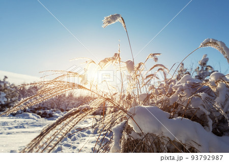 Scenic close-up view Japanese Miscanthus Sinensis dry frozen leaves in home backyard ornamental garden backlit warm sun lights blue sky background. Cold winter season sunset sunrise evening landscape Scenic close-up view Japanese Miscanthus Sinensis dry frozen leaves in home backyard ornamental garden backlit warm sun lights blue sky background. Cold winter season sunset sunrise evening landscape 93792987