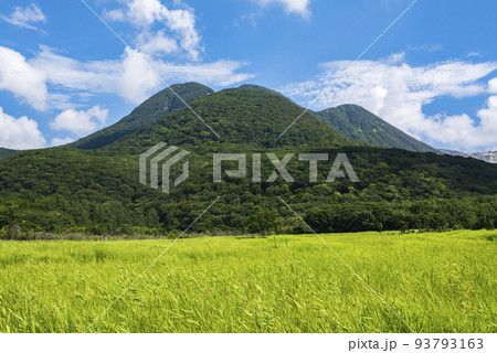 夏のくじゅうタデ原湿原の緑鮮やかな草原 夏のくじゅうタデ原湿原の緑鮮やかな草原 93793163