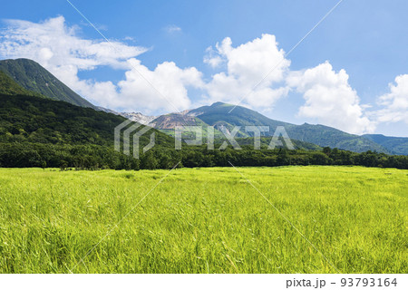 夏のくじゅうタデ原湿原の緑鮮やかな草原 93793164