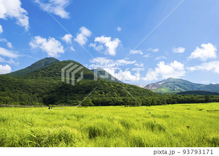 夏のくじゅうタデ原湿原の緑鮮やかな草原 93793171