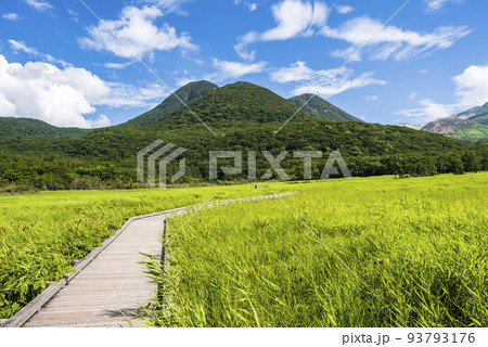 夏のくじゅうタデ原湿原の緑鮮やかな草原 夏のくじゅうタデ原湿原の緑鮮やかな草原 93793176