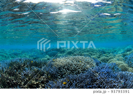 サンゴの群生と水面 93793391