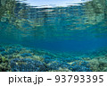 サンゴの水中写真 93793395
