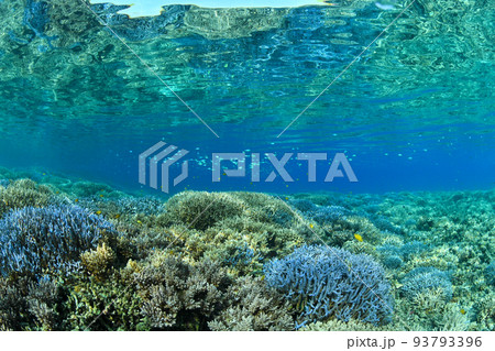 青のサンゴと水中と青い魚 93793396