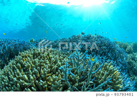 サンゴと光の差し込む海 93793401